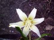 Erythronium White Beauty